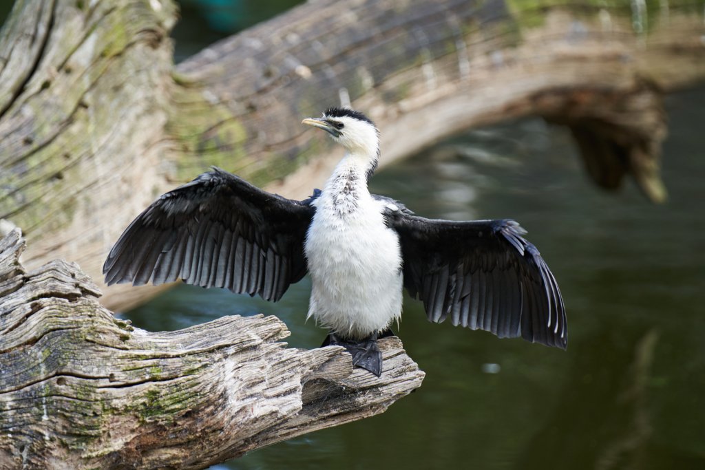 Kormoran, Healesville Sanctuary